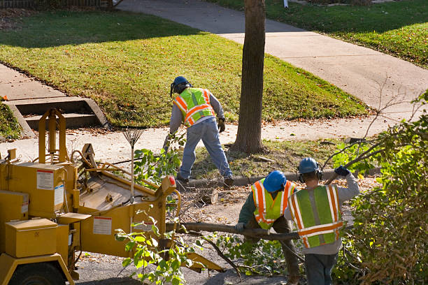 How Our Tree Care Process Works  in  Clintondale, NY