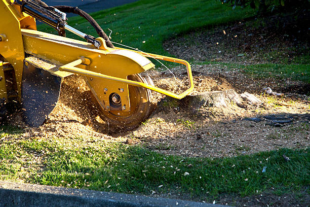 How Our Tree Care Process Works  in  Clintondale, NY