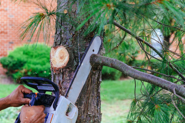 Reliable Clintondale, NY Tree Removal Solutions